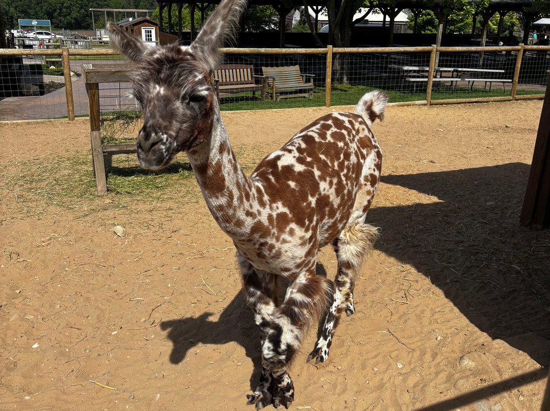 Lewis Adventure Farm & Zoo-New Era必去景点