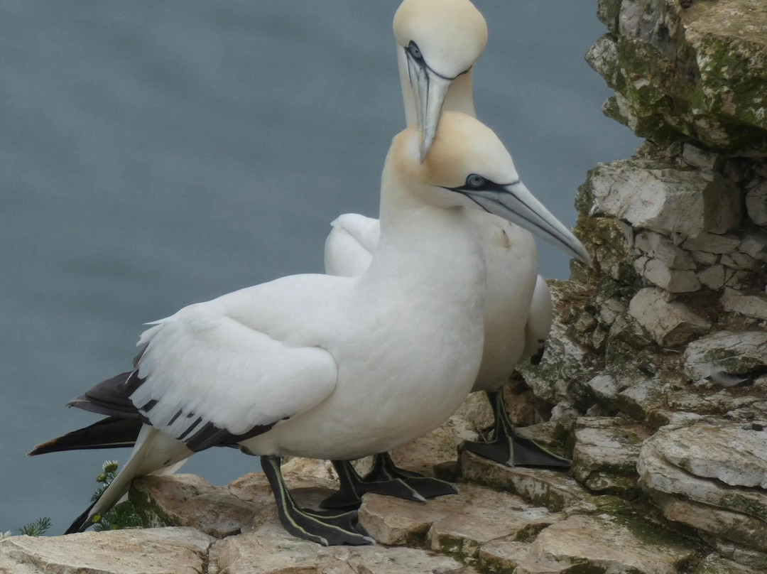 RSPB Bempton Cliffs-Bempton必去景点