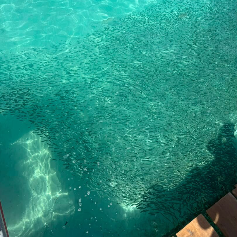 Redang Island Snorkeling Day Trip with Lunch-热浪岛必去景点