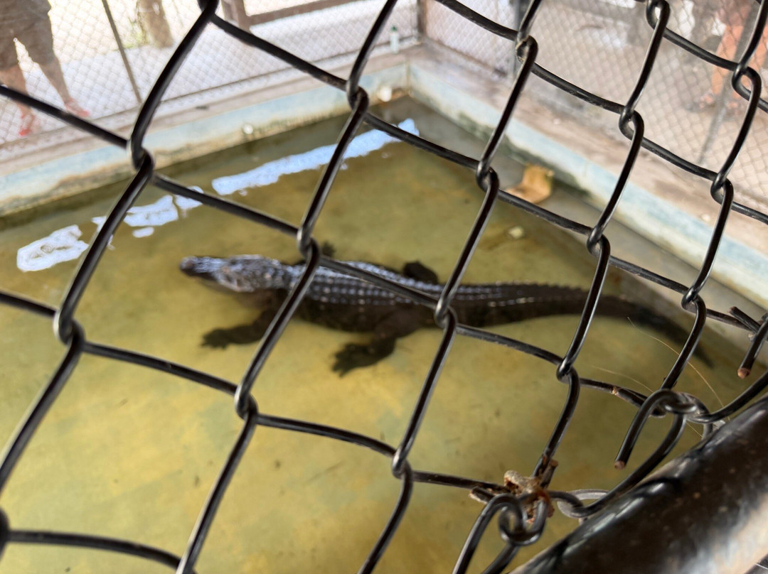 Wooten's Everglades Airboat Tour-奥乔皮必去景点
