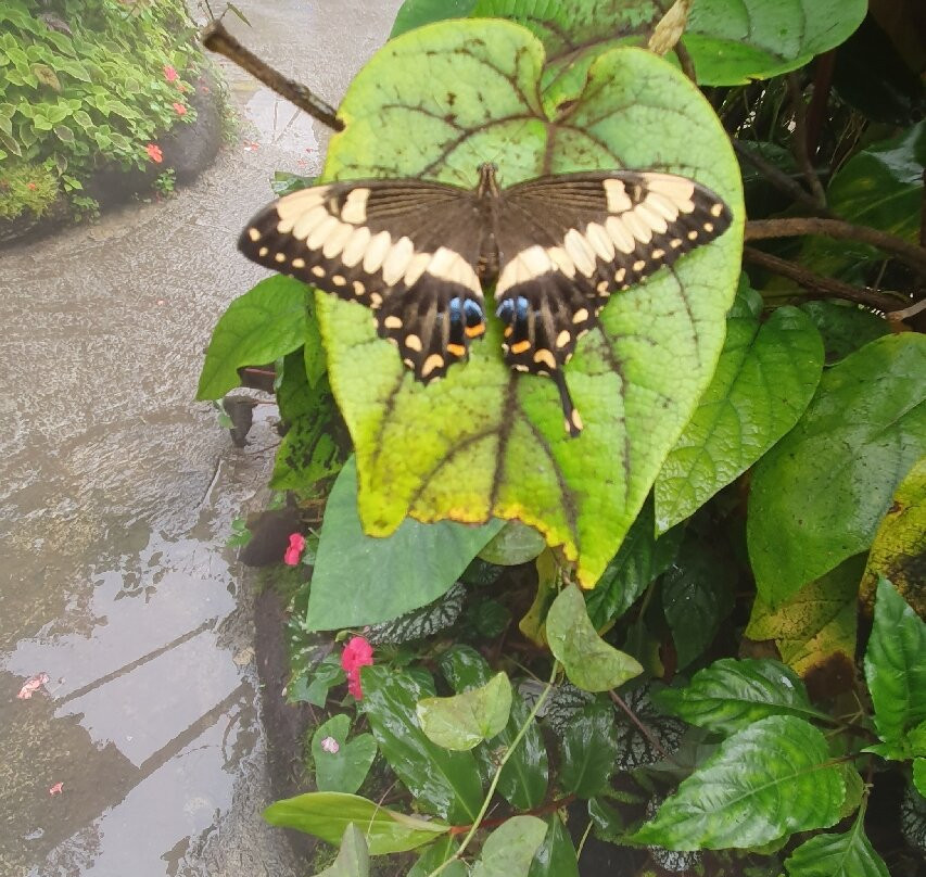 Magic of Life Butterfly House-Cwmbrwyno必去景点
