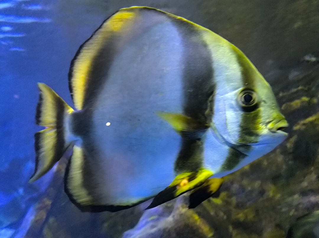 Aquarium de la Réunion-圣吉尔莱班必去景点