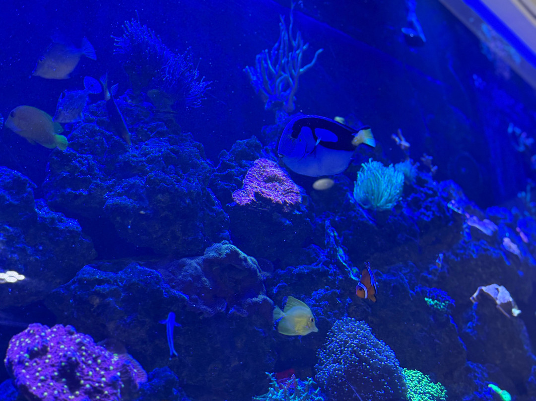 Boca Aquarium-博卡拉顿必去景点
