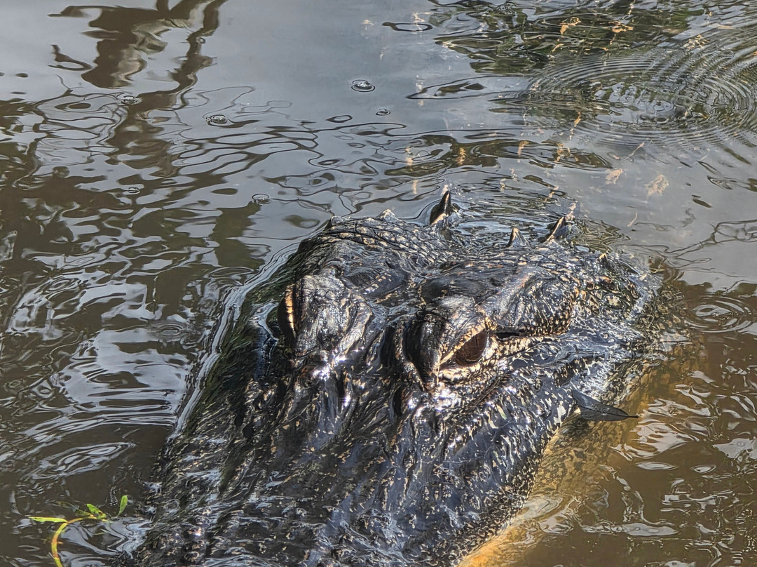 Ragin Cajun Airboat Tours-新奥尔良必去景点