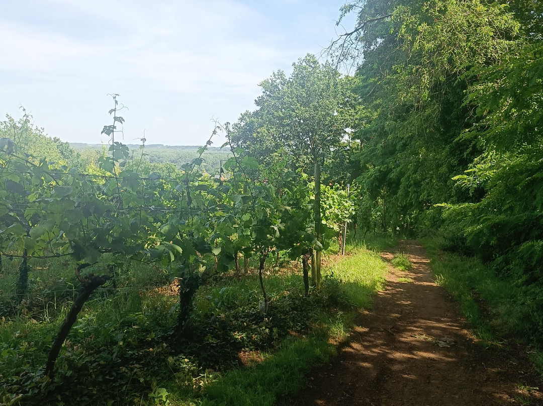 Wijnsafari in Hageland (Bekkevoort)-Bekkevoort必去景点