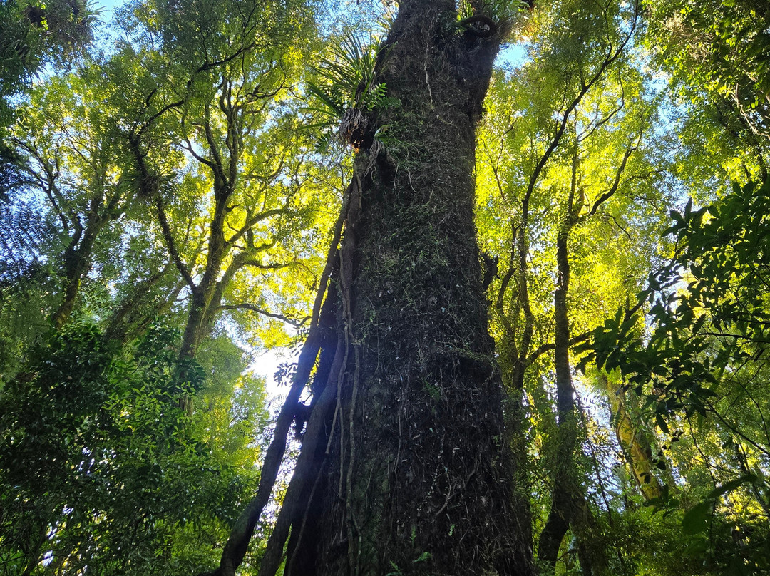 Sanctuary Mountain Maungatautari-Pukeatua必去景点