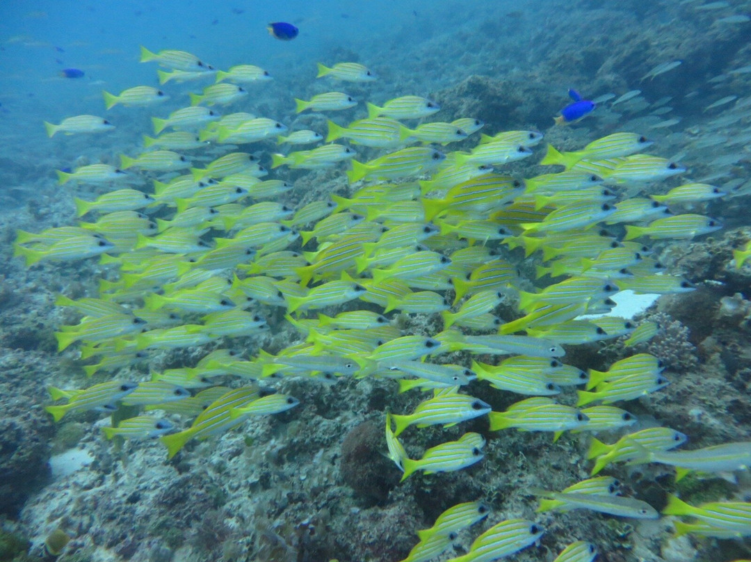 Orca Dive Club - Pereybere-Pereybere必去景点
