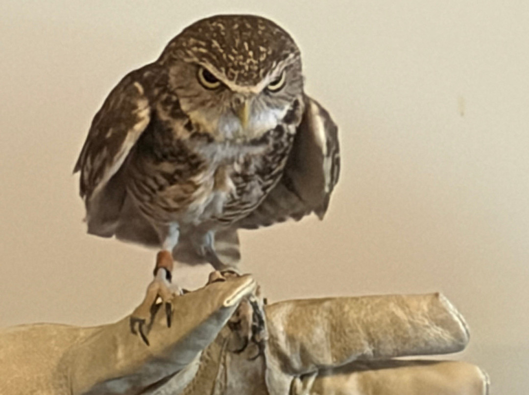 New England Falconry-伍德斯托克必去景点