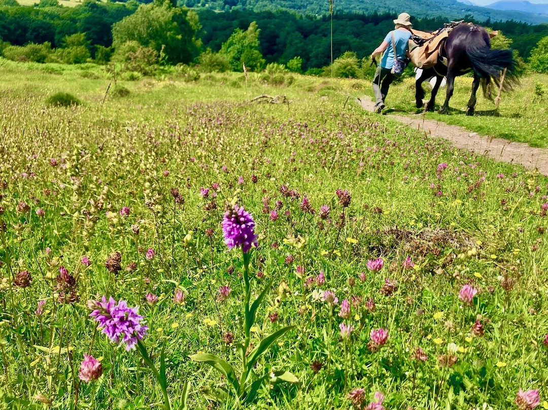 Fell Pony Adventures-温德米尔必去景点