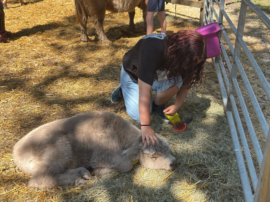 Rhosyn Farm Highland Cattle Experiences-Barton under Needwood必去景点