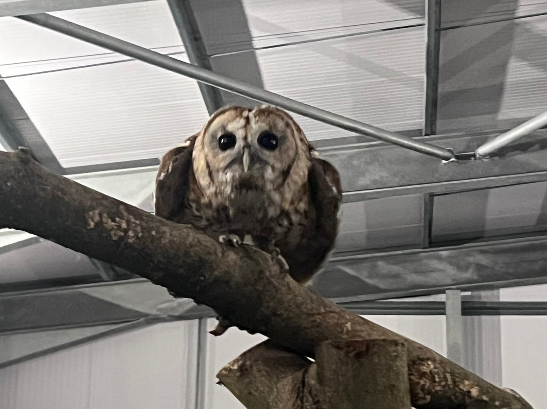 The British Bird of Prey Centre-喀麦登必去景点
