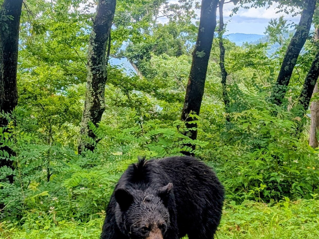 Mount Mitchell State Park-Burnsville必去景点