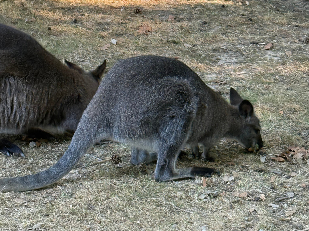 Parc Animalier et Botanique de Branféré-Le Guerno必去景点