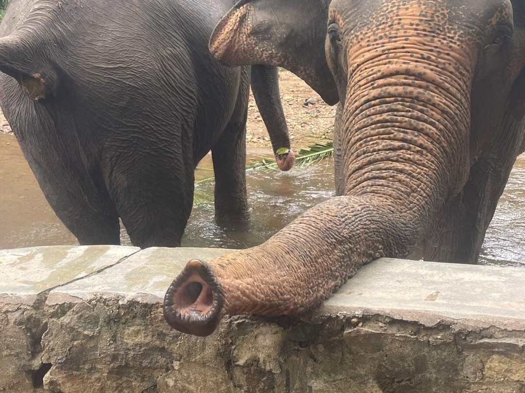 Elephant Freedom Project-凯格勒 必去景点