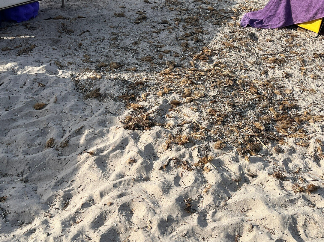 Plage de Calvi-卡尔维必去景点