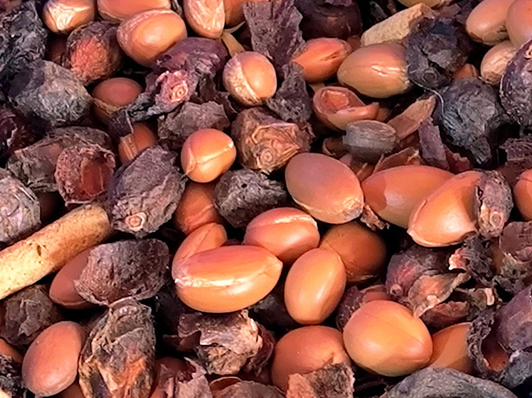 Zidrop Argan Oil-索维拉必去景点