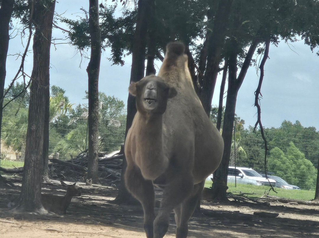 Franklin Drive Thru Safari-Franklin必去景点