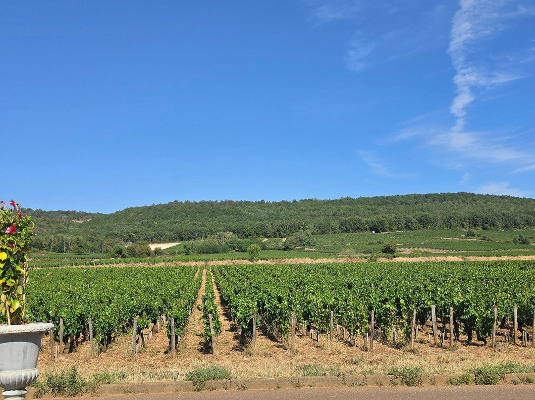 Château de Marsannay-马沙内丘必去景点