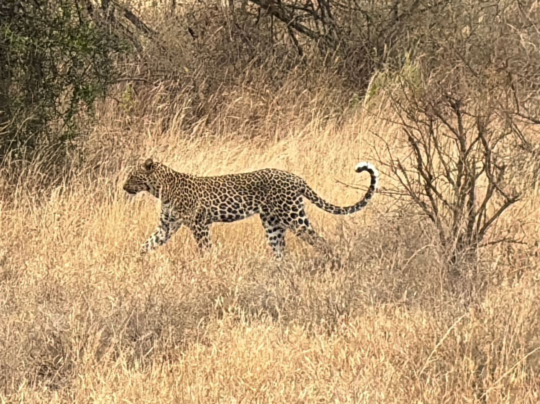 Mega Wild Safaris-坎帕拉必去景点