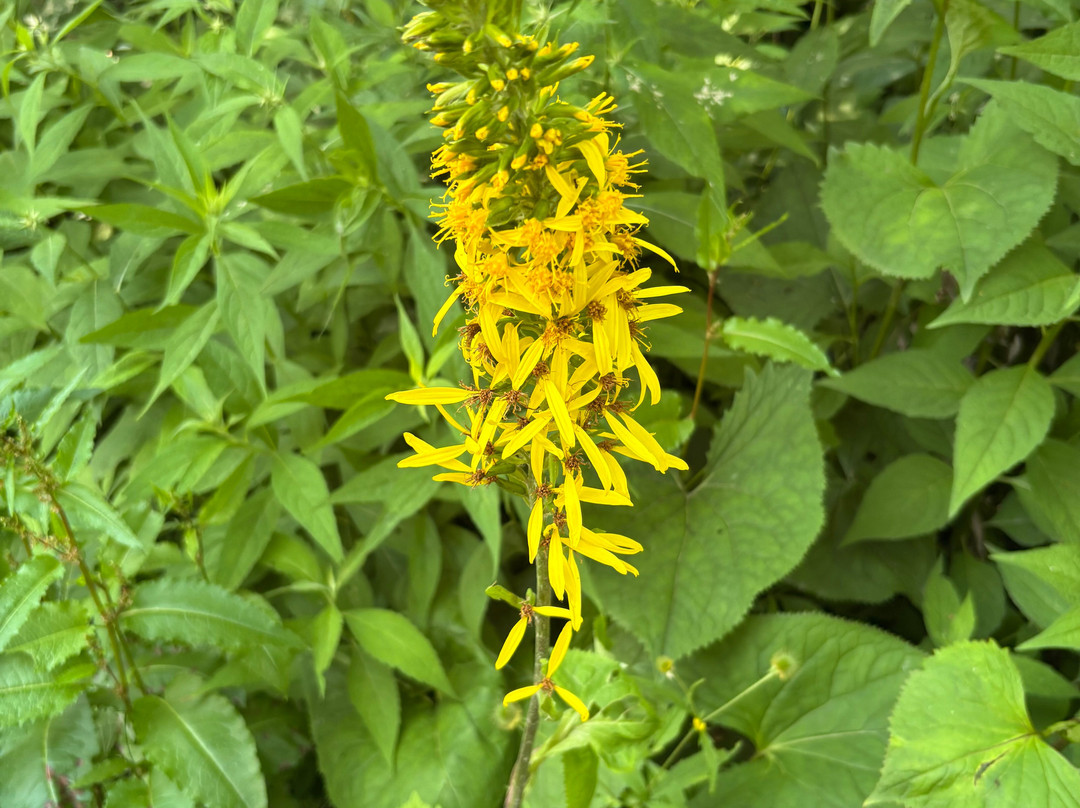 Natureguide Fivesense-松本市必去景点