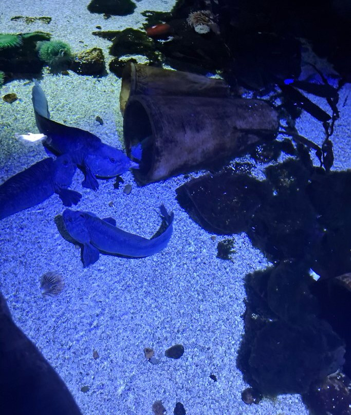 Sea Life Blankenberge-布朗肯堡必去景点