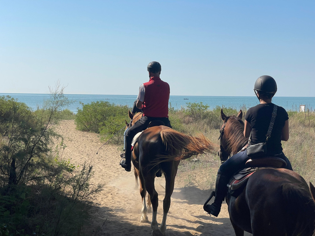 BRUSSA HORSE OASI