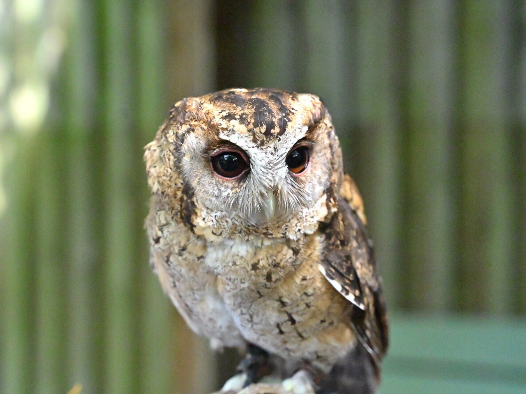 Screech Owl Sanctuary & Animal Park-St Columb Major必去景点