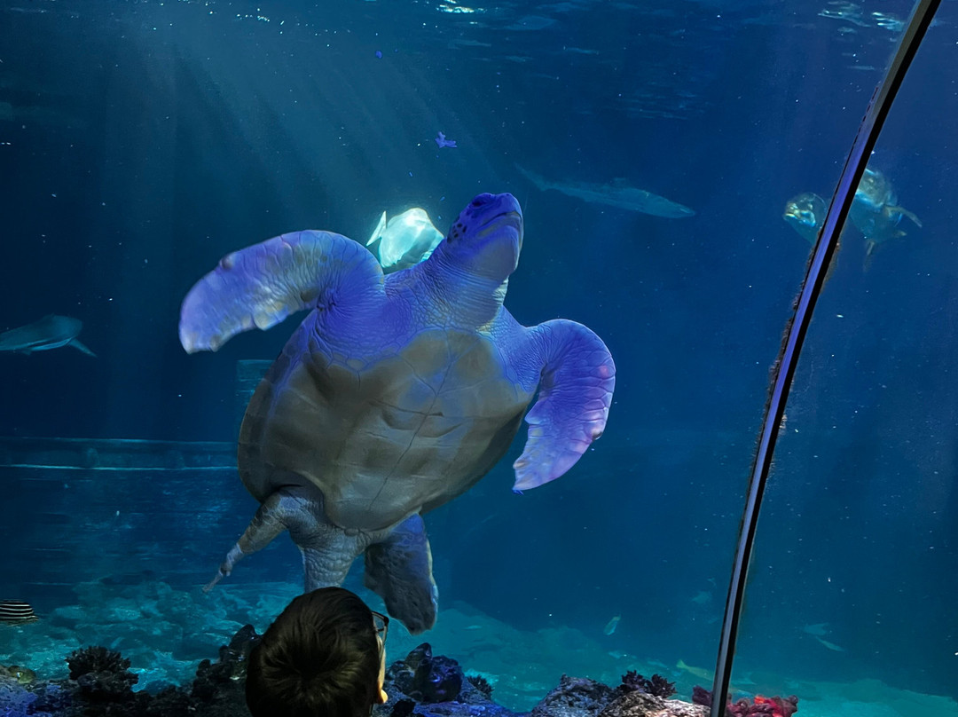 SEA LIFE Speyer-施派尔必去景点