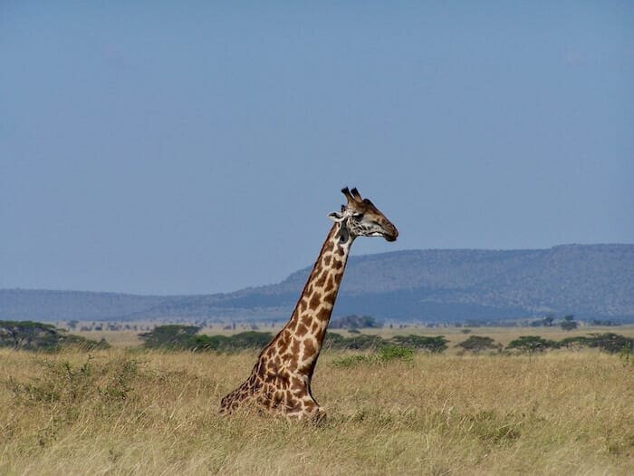 塞伦盖蒂国家公园旅游景点-Serengeti National Park