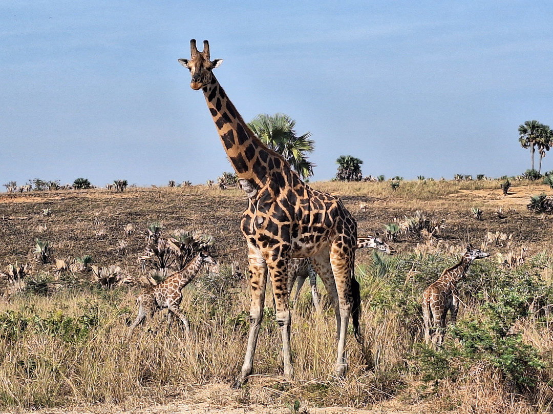 Katotours-Kisoro必去景点