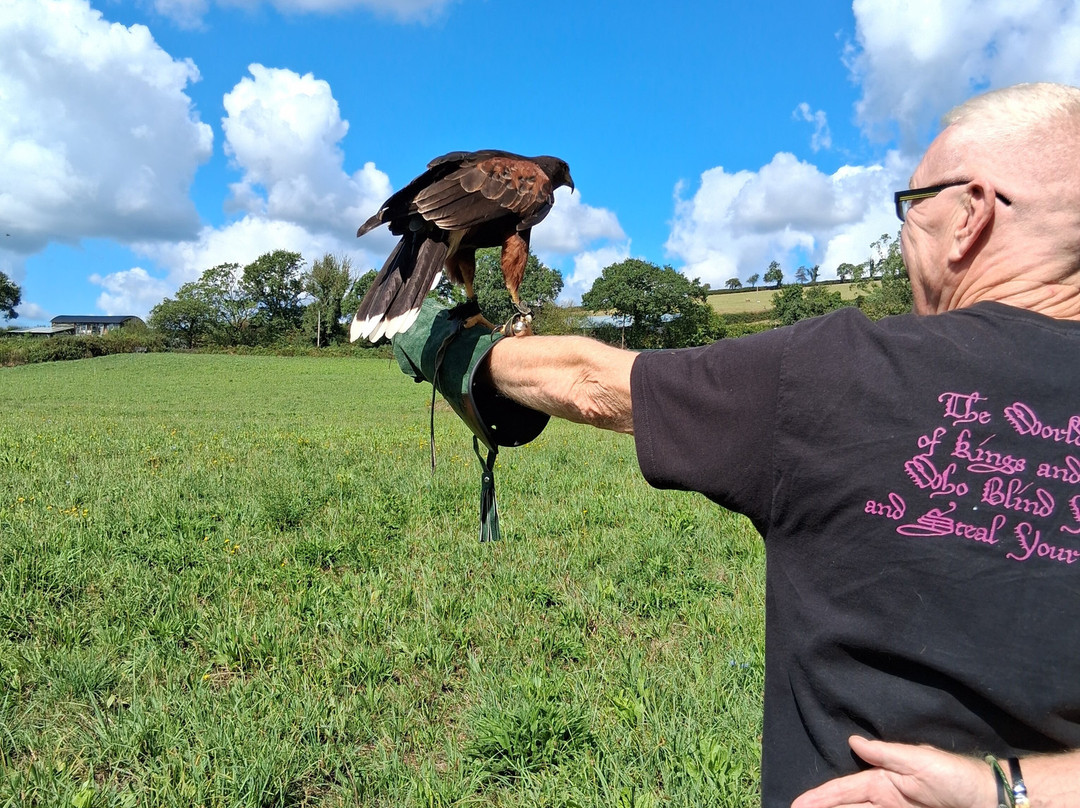 North Devon Hawk Walks-South Molton必去景点