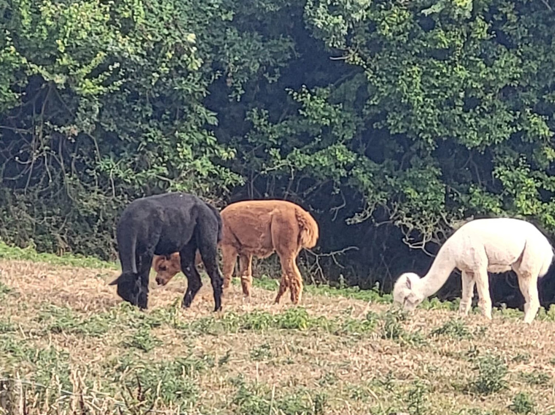 Un Lit au Pré Fermette des Trois Tilleuls