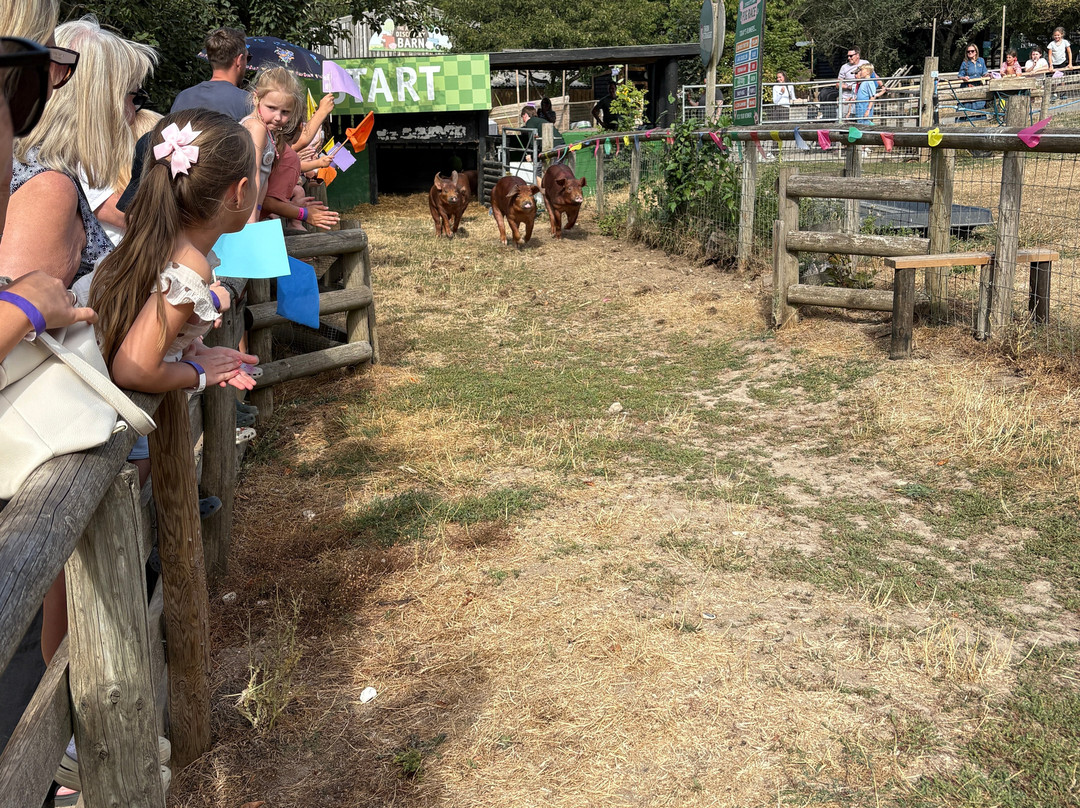 Bocketts Farm Park-莱瑟黑德必去景点
