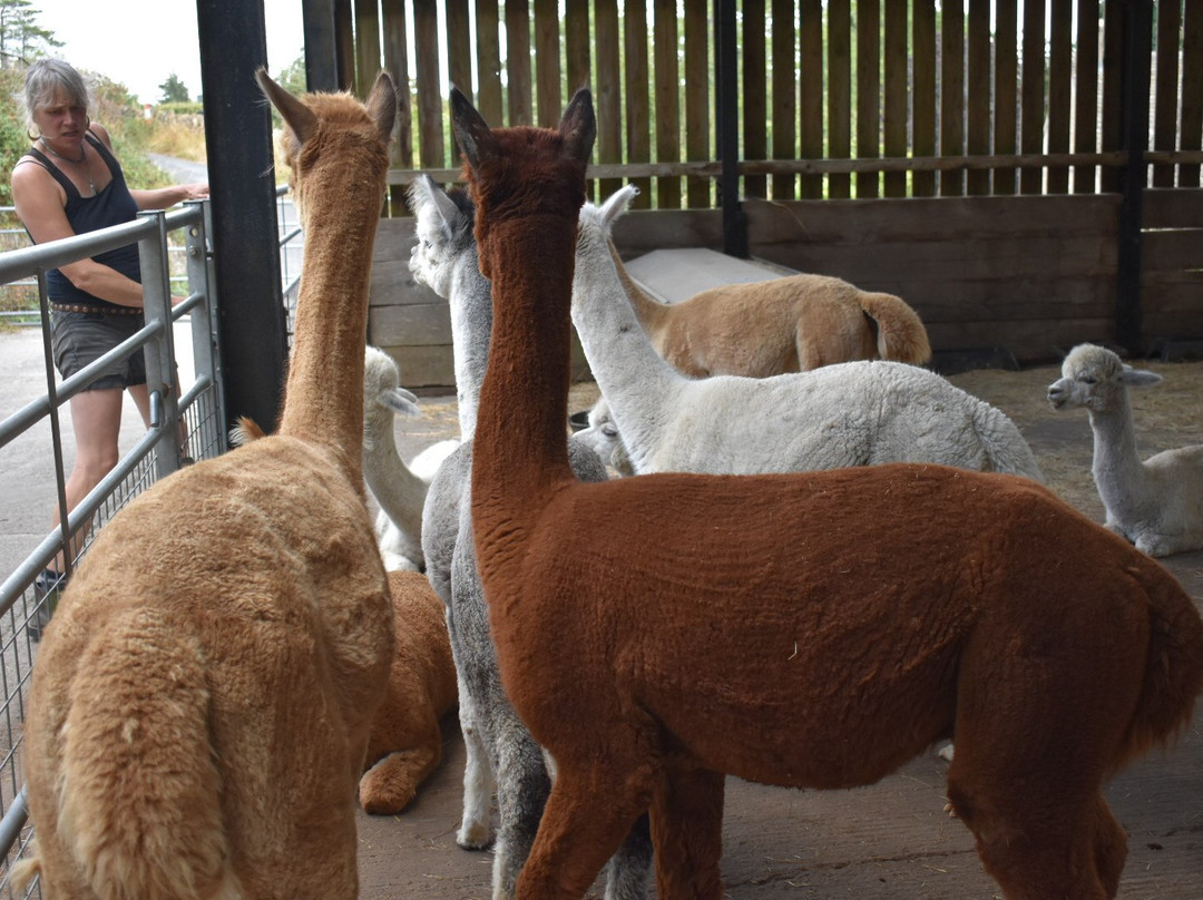 Cotswold Alpacas-切尔滕纳姆必去景点