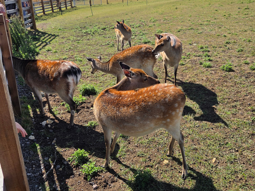 Hogshaw Farm & Wildlife Park-Hogshaw必去景点