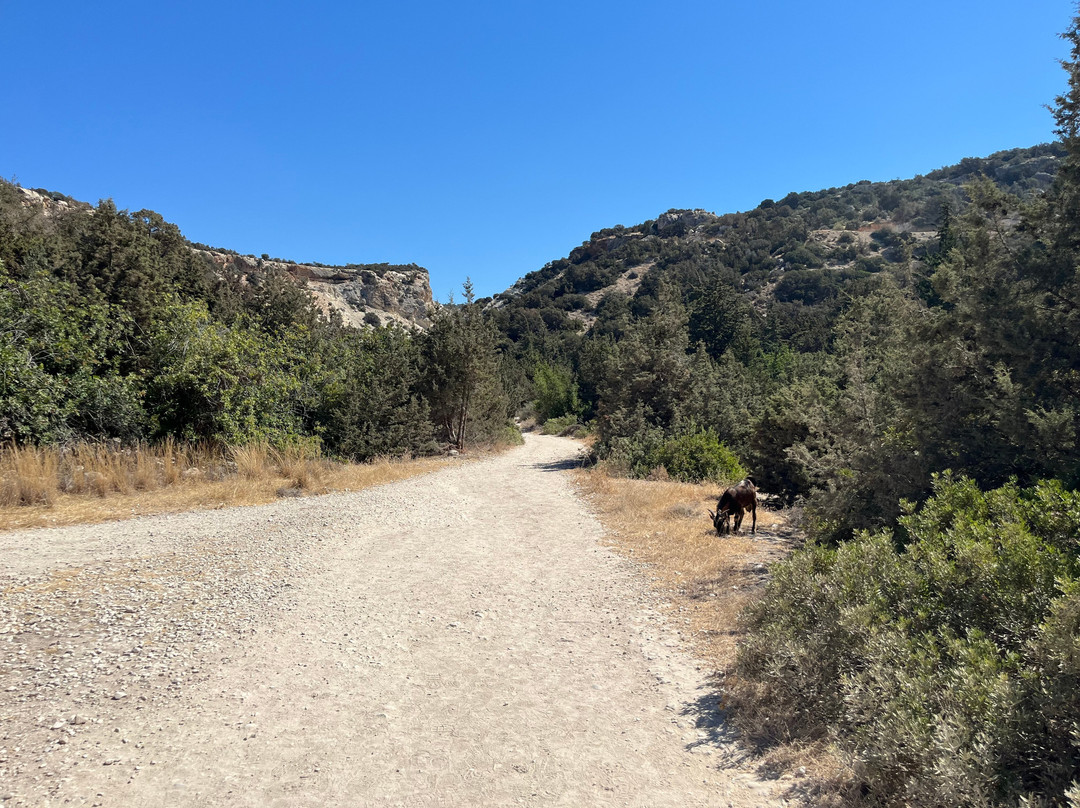 Avakas Gorge-帕福斯必去景点