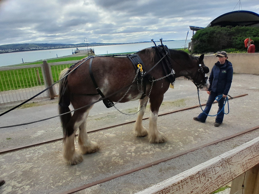 Victor Harbor Horse Drawn Tram-维克多港必去景点
