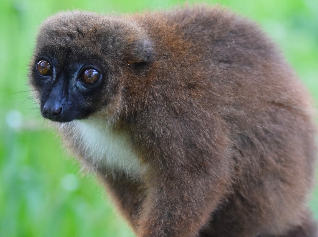 Manor Wildlife Park-St. Florence必去景点