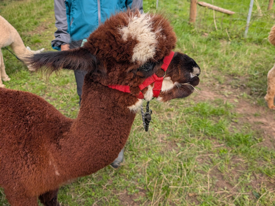 Charnwood Forest Alpacas-Boundary必去景点