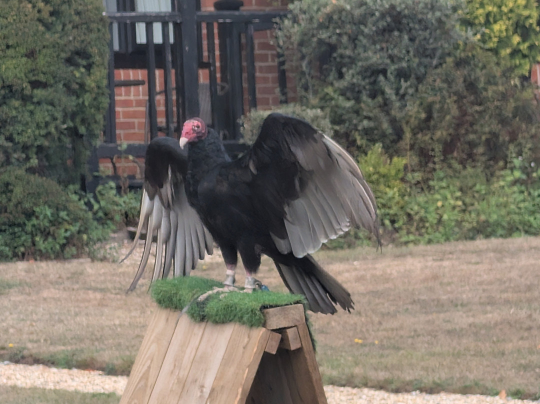 Millets Farm Falconry Centre-弗里福德希斯必去景点