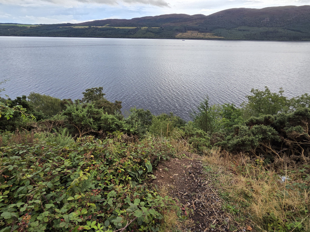 Loch Ness Highland Cows
