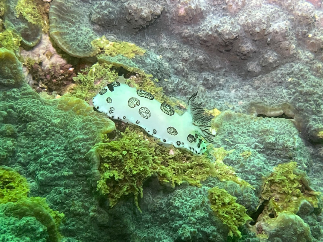 Extra Divers Sifah-As Sifah必去景点