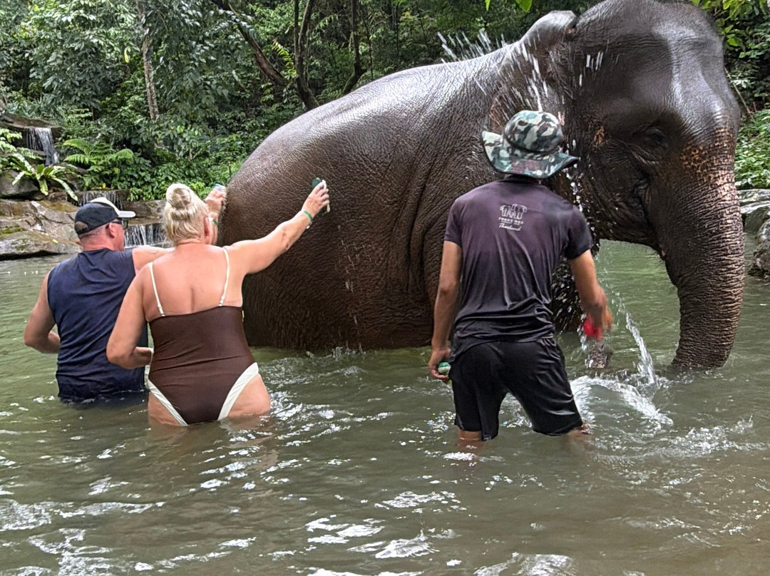 Phang Nga Elephant Park-攀牙必去景点