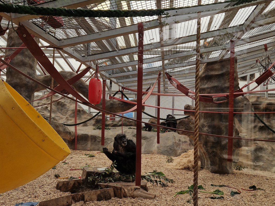 Colchester Zoo-科尔切斯特必去景点