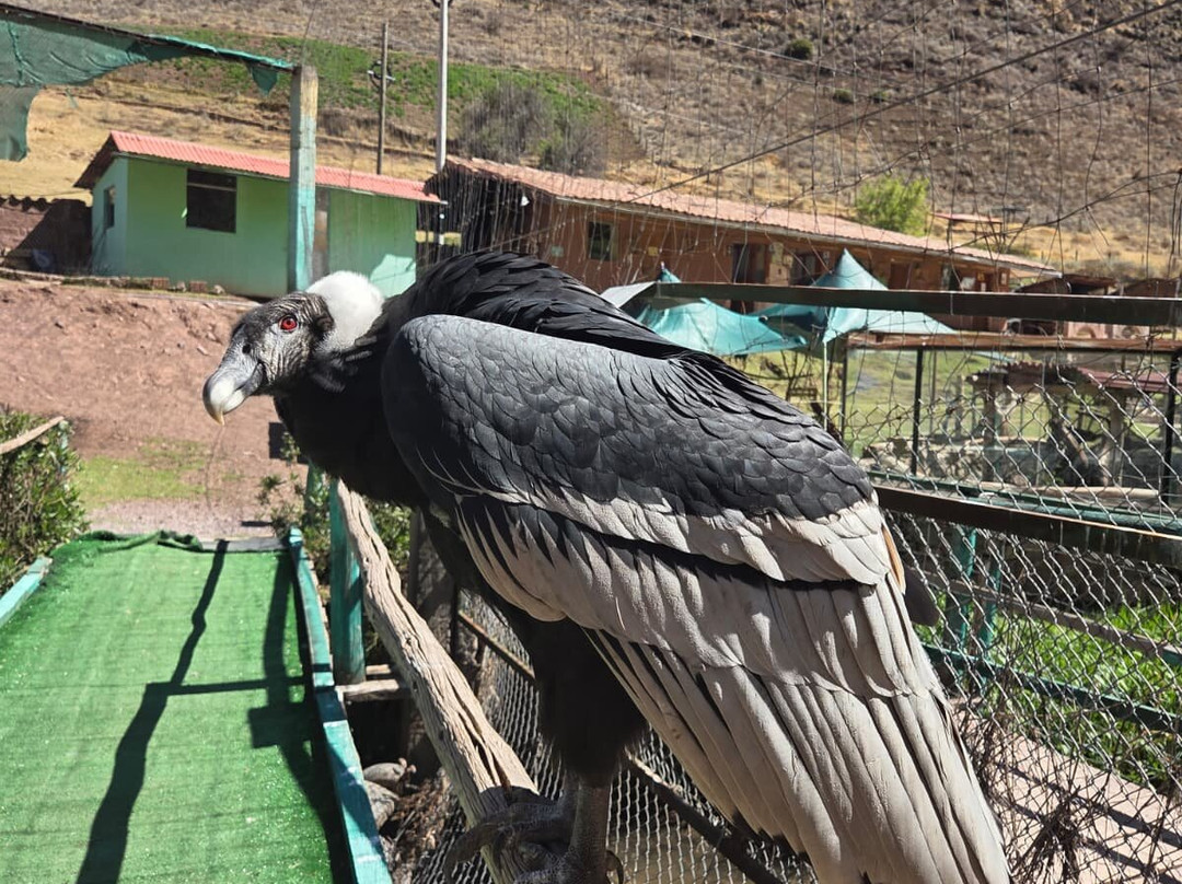 Cochahuasi Animal Sanctuary-库斯科必去景点