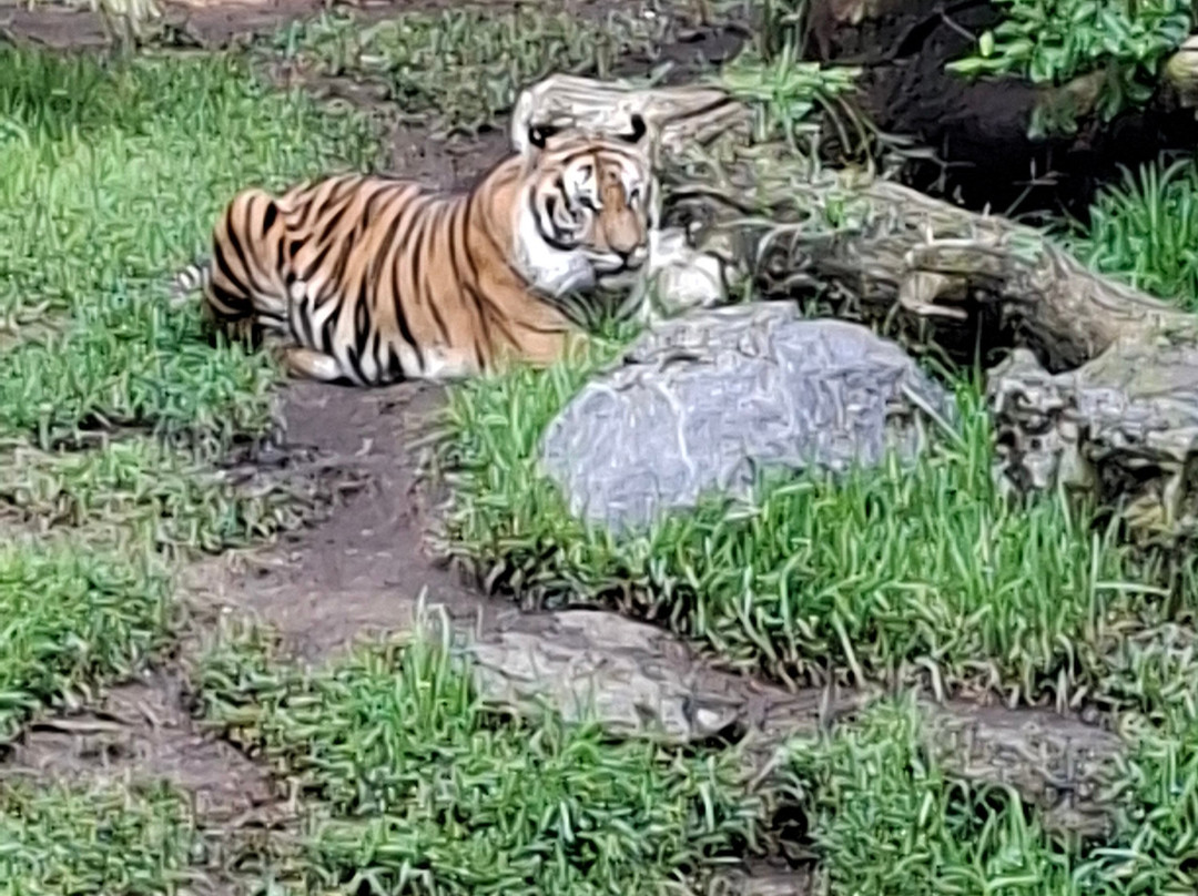 Bioparc Fuengirola-福恩吉罗拉必去景点
