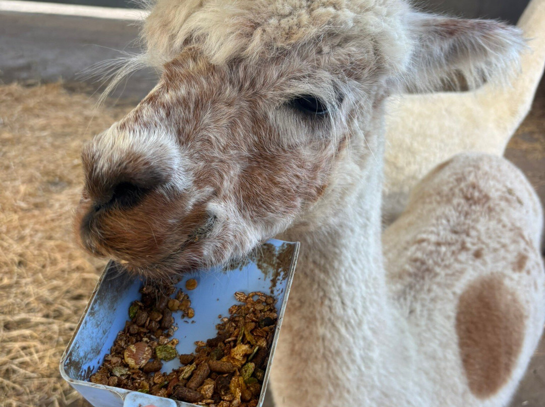 The Alpaca Centre at JandJ Alpacas-特伦特河畔纽瓦克必去景点