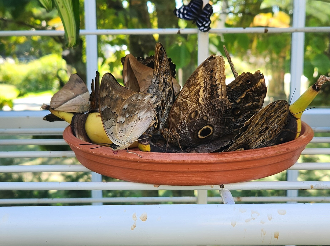 Wings of Mackinac Butterfly Conservatory-麦其诺岛必去景点