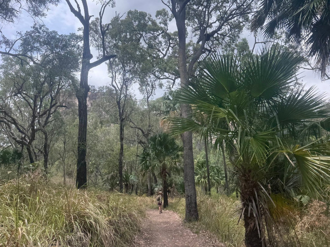 Carnarvon Gorge-Carnarvon National Park必去景点