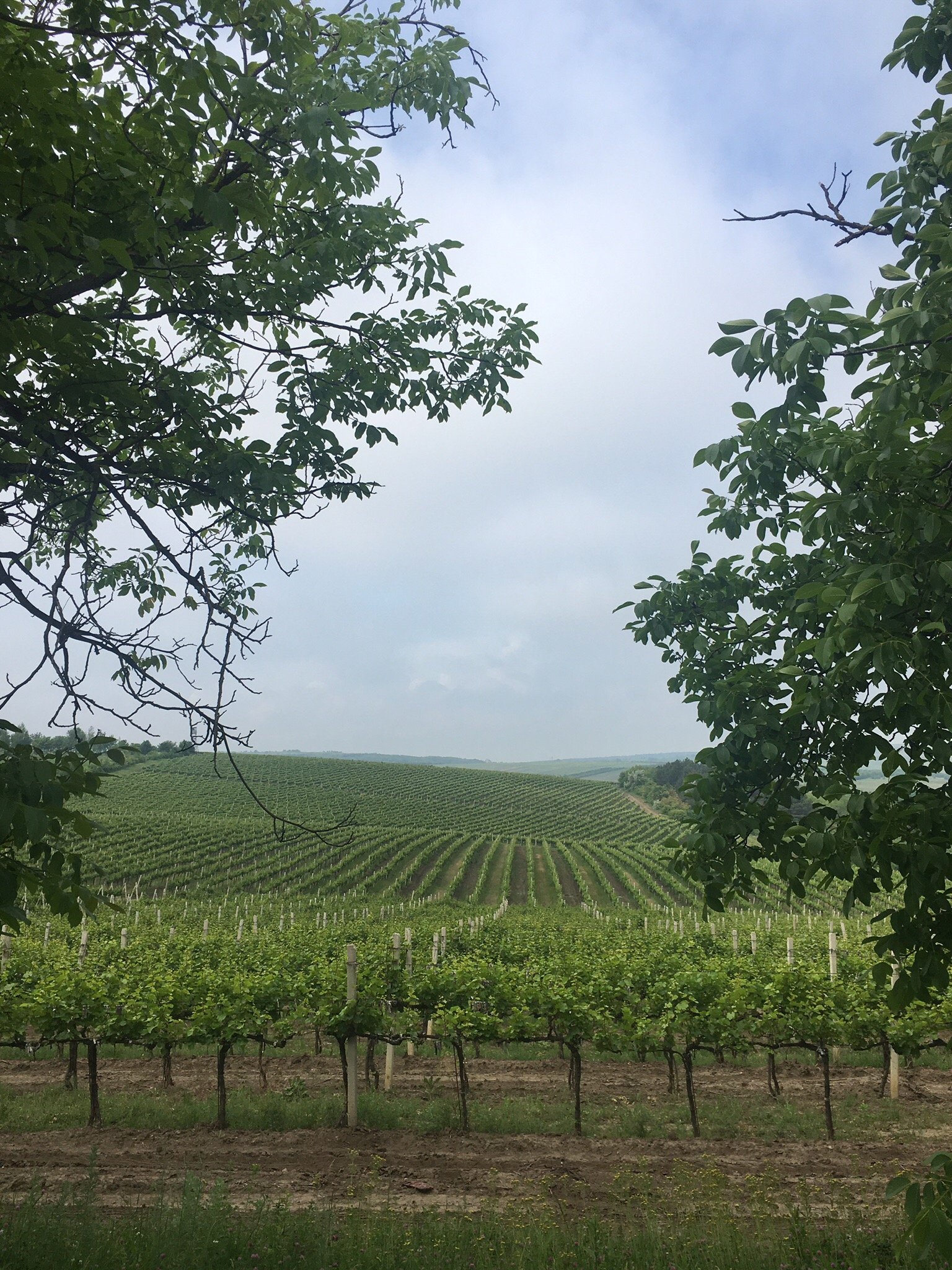 Giowine Hotel-官方
